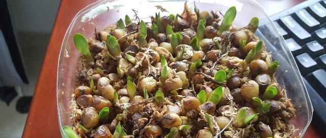  [花钱]养君子兰用个窍门，不花钱也能种出十盆绿油油、开花多的君子兰