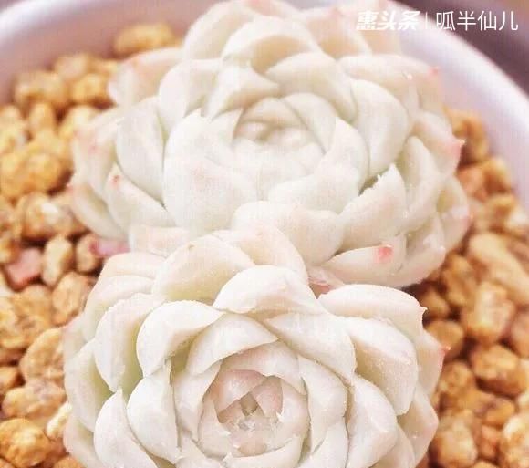  『白菜』多肉断水12天,绿白菜秒变红舞娘,想要上色就得...