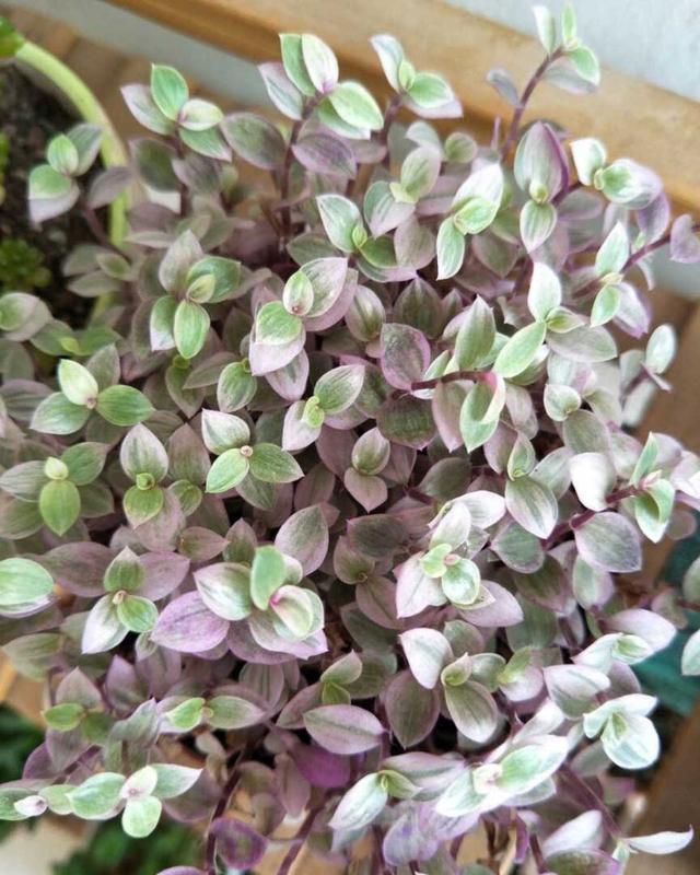  『越养越』比绿萝还好看还好养的花，掐个枝3天就生根，越养越上瘾！