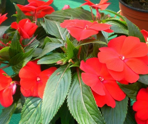  『花草』这些花草最好养，耐寒耐热易开花，打理简单开花漂亮