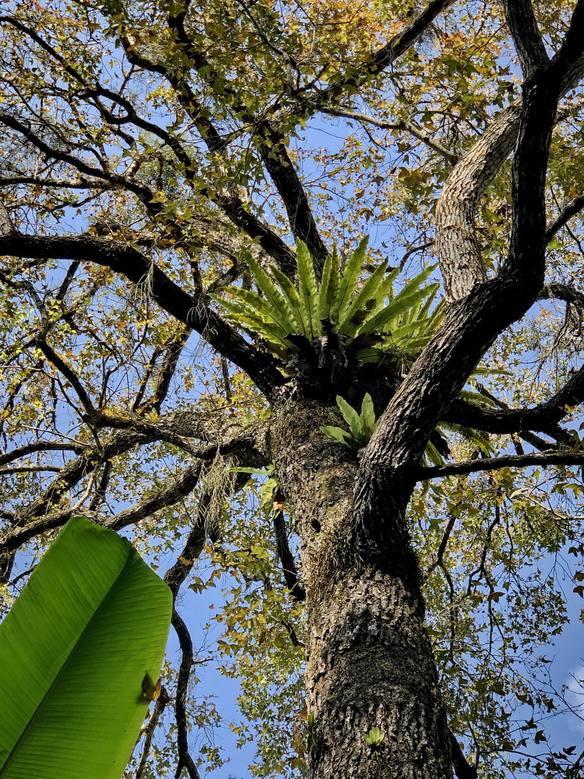 海南岛五指山区热带雨林“空中花篮”