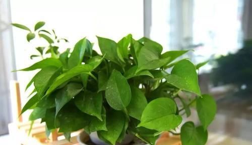 『浇花』家里的一种东西,用来浇花,像打鸡血一般开得一茬接一茬