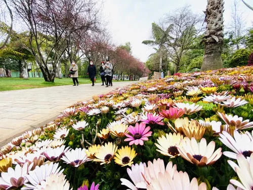 春姑娘来了 昆明这几个公园可以踏春赏花啦【2020热门旅游景点】