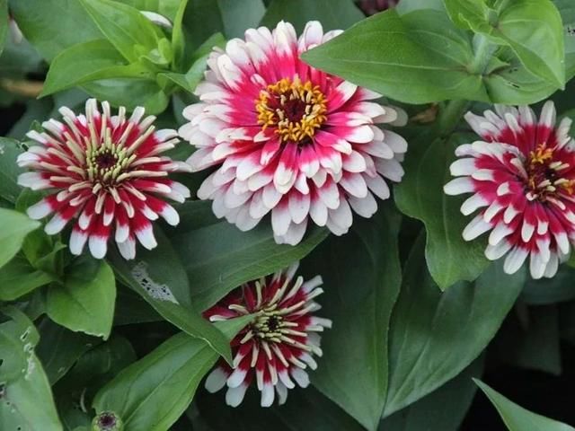  「充足的光照」容易开花、耐养、易繁殖的7种盆栽植物，光照充足的阳台多种几盆