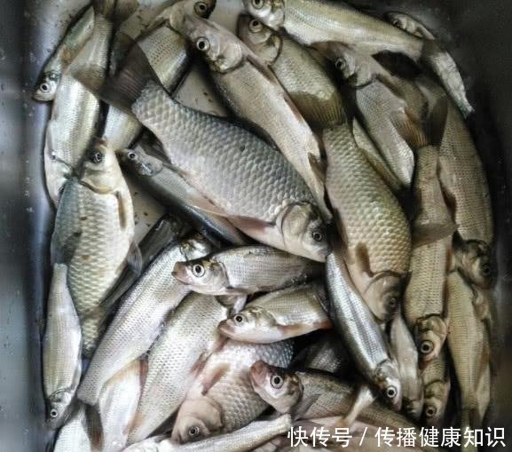 『溶氧量』不喜欢在下雨天钓鱼别怪我没提醒你,下雨天等于“爆护天”