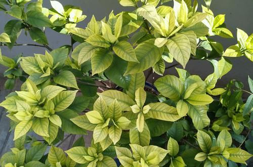  技巧@盆栽栀子花枝繁叶茂花多又浓香的养护技巧，如何避免栀子花黄叶