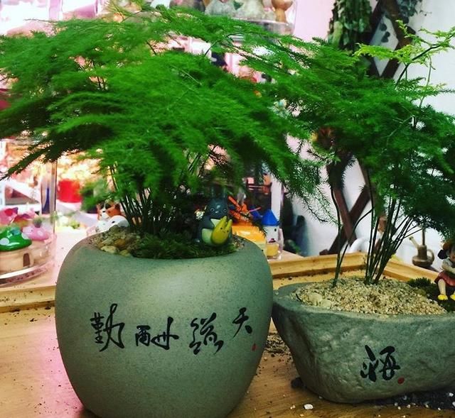  『意境』文竹养成“小盆景”，颜值高、有意境，牢记3个要点你也可以