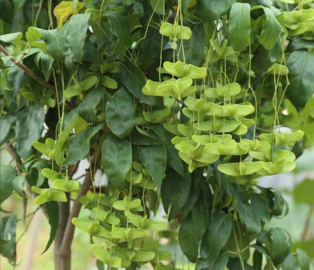  『金丝吊蝴蝶』1种漂亮的植物，俗称“摇钱树”，枝头挂满美丽的“小蝴蝶”