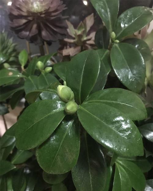 越多越好@茶花花苞越多越好?小心空欢喜一场!