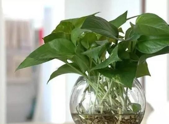 『对症下药』水培植物黄叶、烂根该怎么办?对症下药,再懒也能轻松搞定