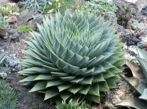 『植株』1种多肉植物，叶片螺旋生长，被称为“螺旋芦荟”，1棵值“1万”