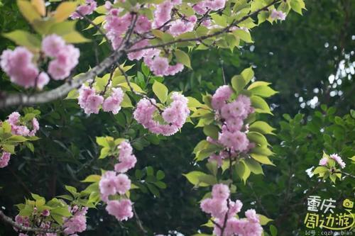 花开成海！再过一周重庆将美翻全国，14处美景玩转这个春天！