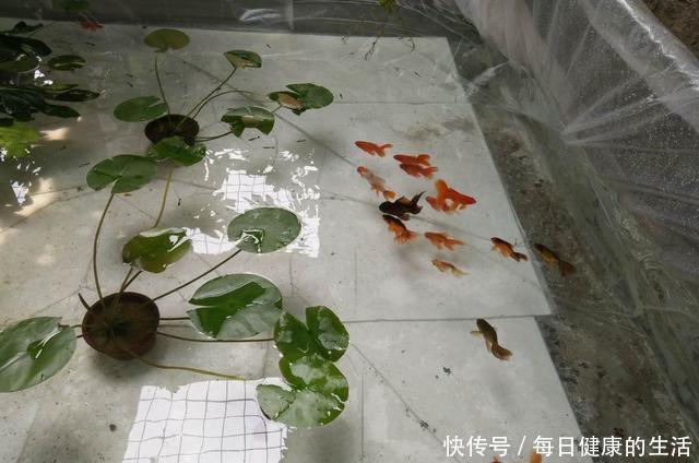 养鱼老道■纯自然方法饲养观赏鱼,过滤系统饲养观赏鱼,这两个方法哪个好