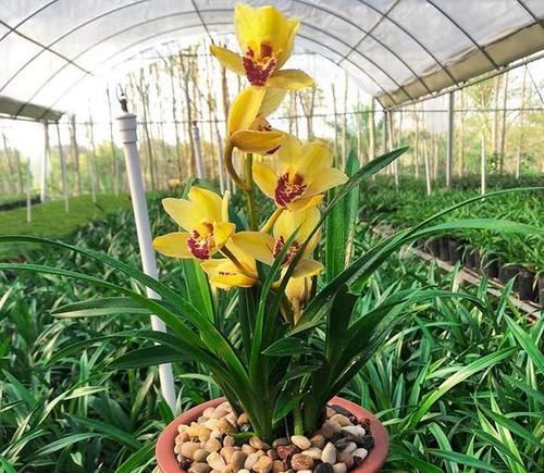  【轻松】金光闪闪，耀眼夺目的皇妃兰，魅力不可挡，轻松就能开爆盆！