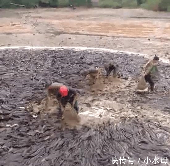 农民把鱼塘抽干水后, 全是这种鱼, 让人忍不住头皮发麻