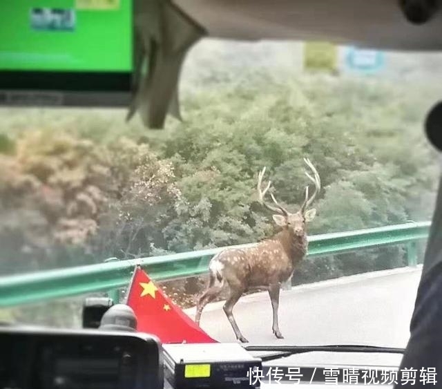 太白山景区多次惊现野生梅花鹿 引来游客驻足围观