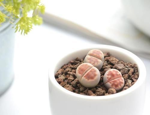  『植物』多肉植物被雨淋湿了怎么办？