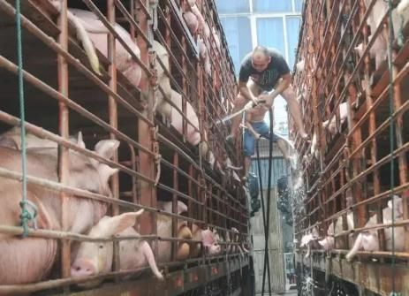 全国猪价越涨越狠，7地猪价破7，到底还能飘红多久呢？