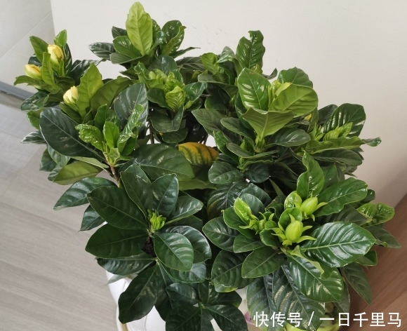 『顺利』北方养栀子花,需要多花心思,满足“2个度”,保障顺利开花