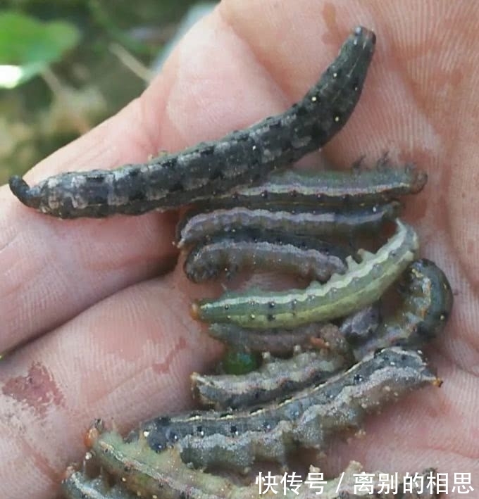  通知@惨！果园生草出大事了，300亩果园损失惨重！请立即通知给