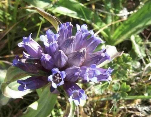  高山■农村高山上，1种野草开出“紫色花”，被称为“秦艽”，有价值！