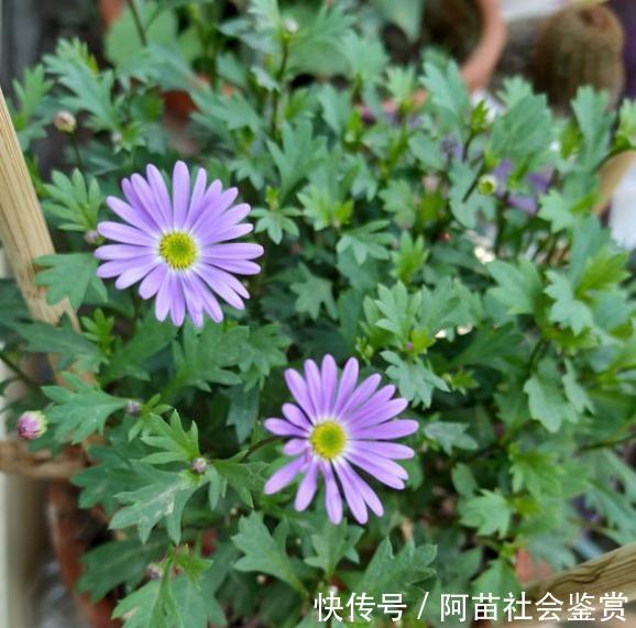 花盆里爱生小黑飞,学会3个绝招,将它一窝端