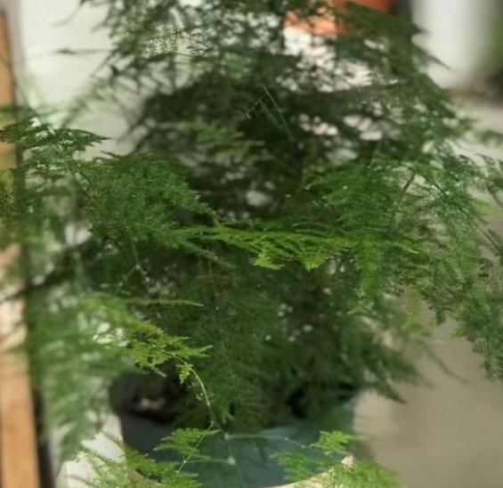  不烂根不■文竹养护秘诀，不烂根不黄叶，新芽冒不停，生机盎然，生长茂盛