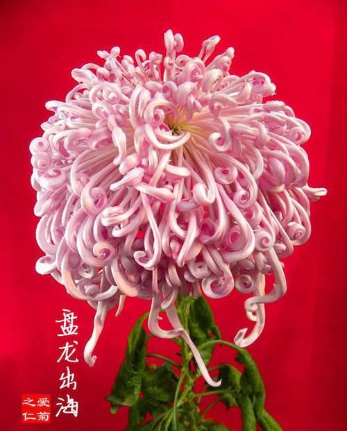 沃勒顿老庄:喜欢菊花,就养盆“珍稀名菊”盘龙出海,似祥龙出海,活泼可爱