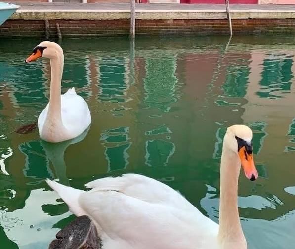  『图片来自网』意大利游客骤减，威尼斯河道变清澈，出现天鹅和海豚！