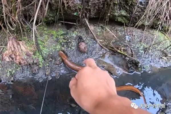  「小龙虾」野生黄鳝鲜美滋补，可以用这种民间钓法垂钓，比钓鱼更有乐趣！