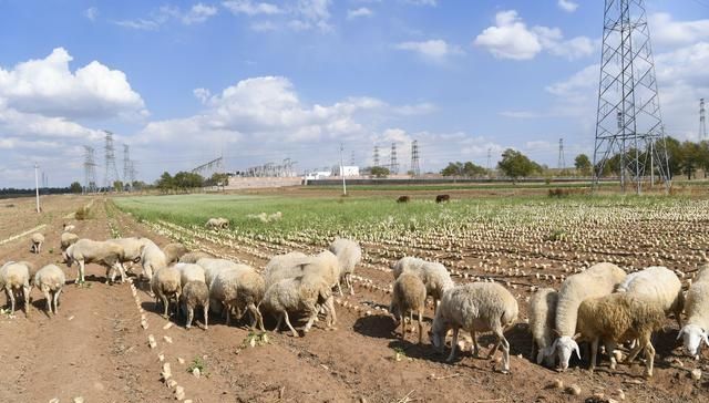  「萝卜」农产品卖不上价，200亩萝卜都喂了牛羊，农民为何不加工