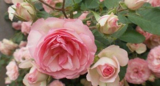  【充足】此花，日常养护给予充足水分和肥料，就能四季花开不断。