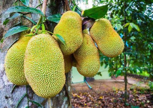  「挂果」怎样打理菠萝蜜才会结果？