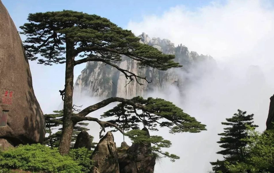 中国最珍贵的几棵树，一颗被投保一亿元，一颗还有人24小时把守