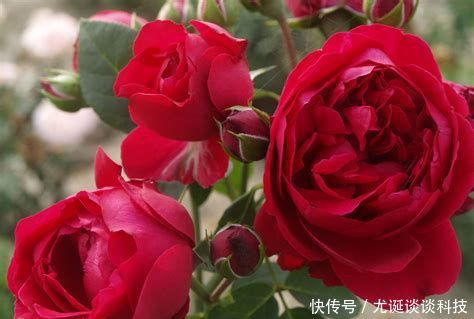 『值得』此藤本月季耐热又耐寒,一年四季都开花,花量大易爆盆,值得拥有