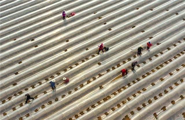  『谷雨』河北：谷雨将至农事忙