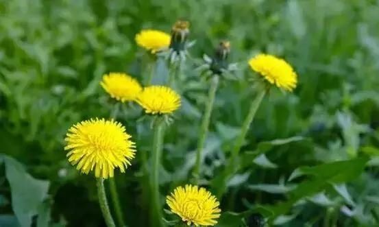  「别称」30种 ·野草的美，你认识几个？