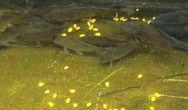  #投放窝料#为什么,给你机会都无法爆护!野外连竿的时候要注意这8点细节