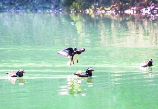 福建建宁:鸳鸯戏水