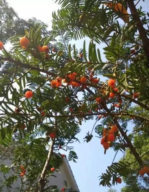  大熊猫@红豆杉号称“植物大熊猫”，净化空气促健康，注意5点红豆挂满枝