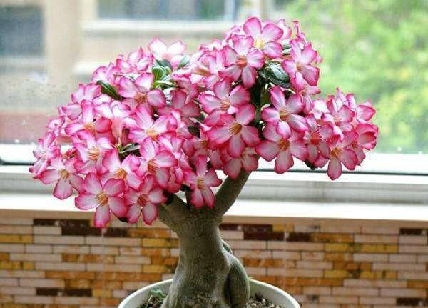  [长爆]这3种“耐旱”植物，适合“懒人”养，30天不浇水，也能长爆盆！
