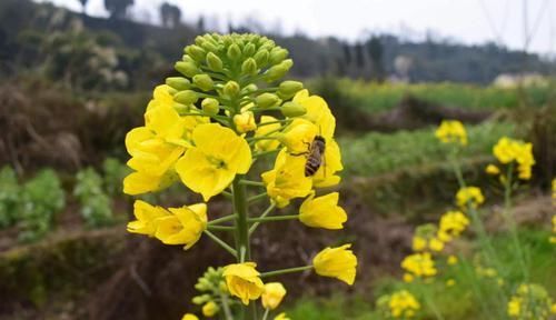  「红红火火」4月份起，事业运如虹，贵人运爆棚，几大星座职场上红红火火