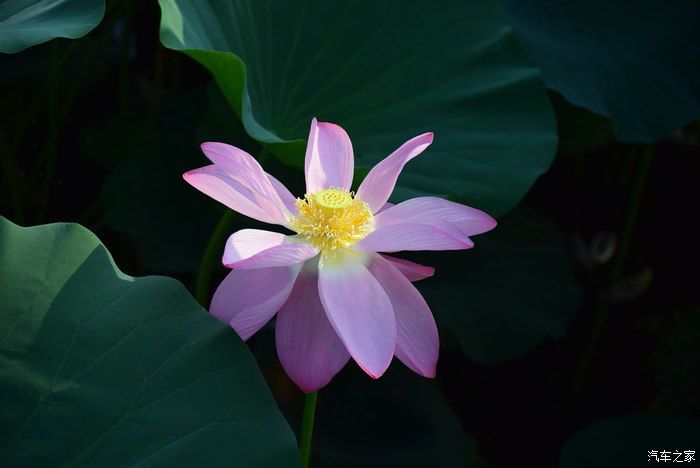 奥迪A6L，宝马X3，奔驰GLB，凯迪拉克CT5，不一样的新感受之九