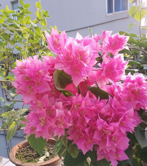  「三角梅开花」三角梅满树绿叶，就是不开花，“控水虐花法”，三角梅花芽猛冒