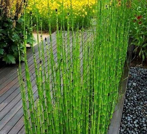  漂亮■一种小野草，长得太“独特”，花店老板稍加“修饰”，一盆100元