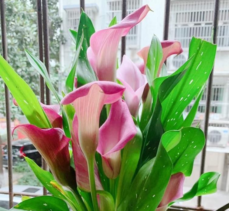  【蝴蝶兰】4种美丽的花，寓意“爱情甜蜜、收获幸福”，赶快养起来吧！