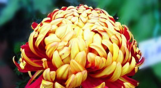  『养盆』喜欢植物，不如养盆“金花竹芋”，花叶美丽，观赏价值高！