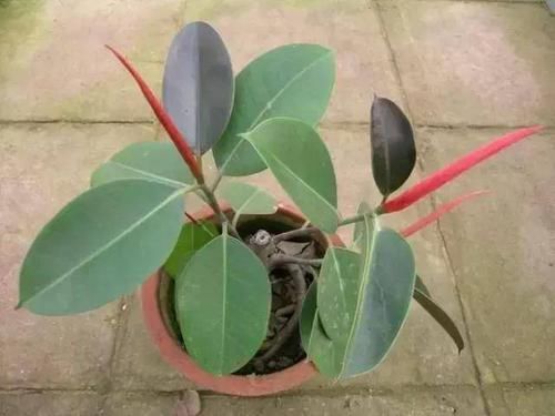「发财树」8种四季常绿的植物,出差一个月回来还长得很好