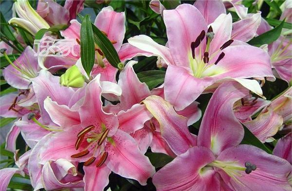  「值得」在家中养3种花卉，美艳心情，给家伙总带来好运和希望，值得拥有