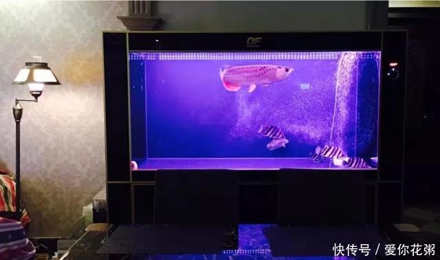  「虾红素」养鱼达人，要不要自己动手做鱼粮